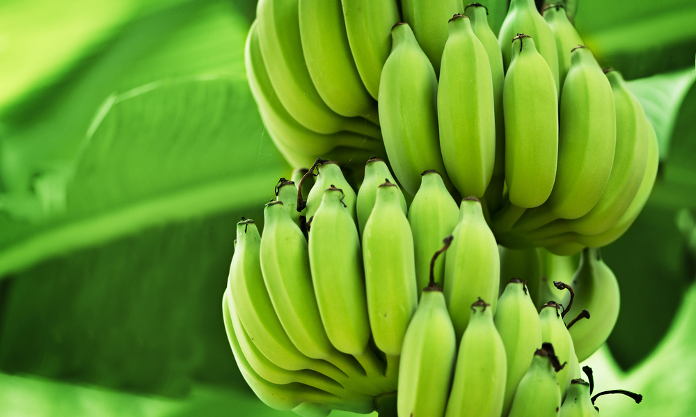 bananas