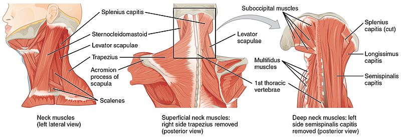 responsiveness-of-myofascial-trigger-points-to-single-and-multiple